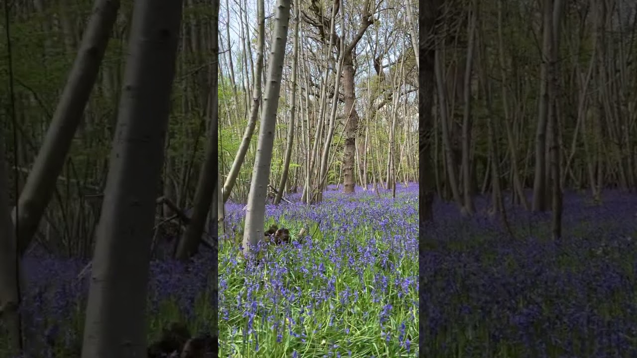 Stunning Bluebell Woods in Full Flower 😍