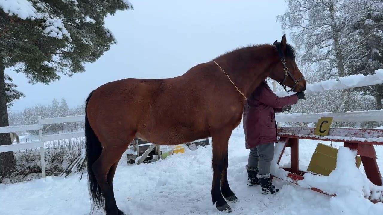 Early Motor Training for Letter Writing in a Horse: Learning C, A, and N