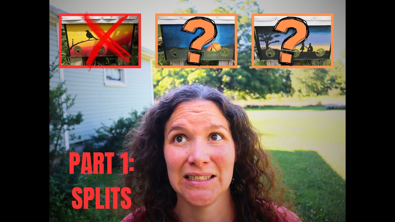 [Part 1: SPLITS] BIG Wins and Issues for a 3rd Year Natural Beekeeper