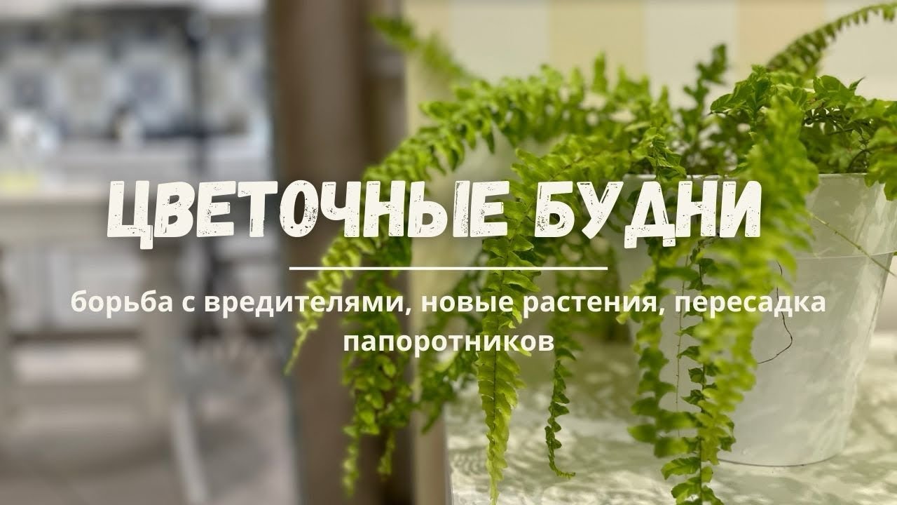 ЦВЕТОЧНЫЕ БУДНИ N1. 🪴Борьба с вредителями, пересадка папоротников и новые растения.