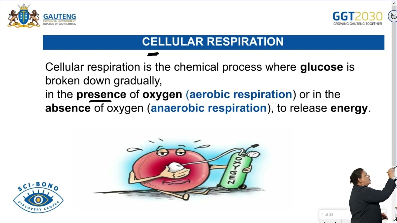 Cellular Respiration