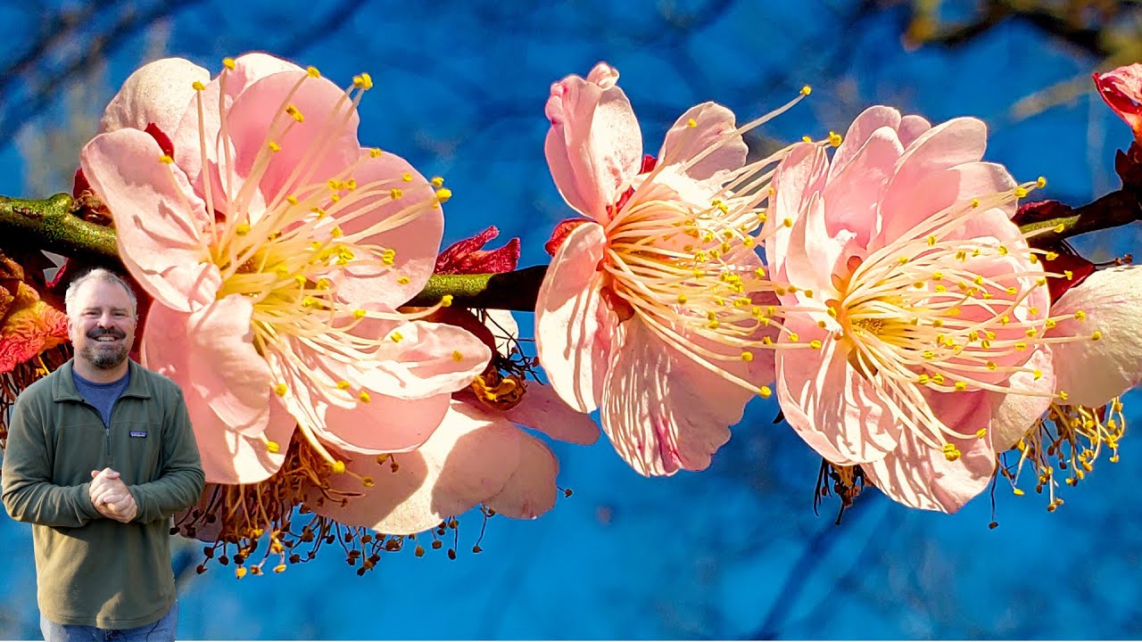 Top 5 Fragrant Early Signs of Spring