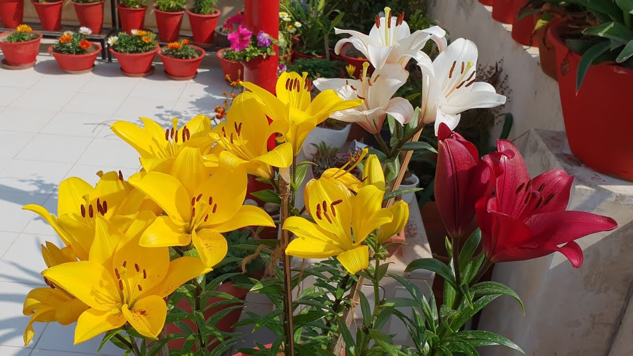 Care of Asiatic Lily Plant - Most Beautiful Winter Lily