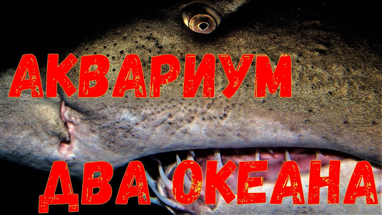Аквариум Двух Океанов в Кейптауне, Южная Африка