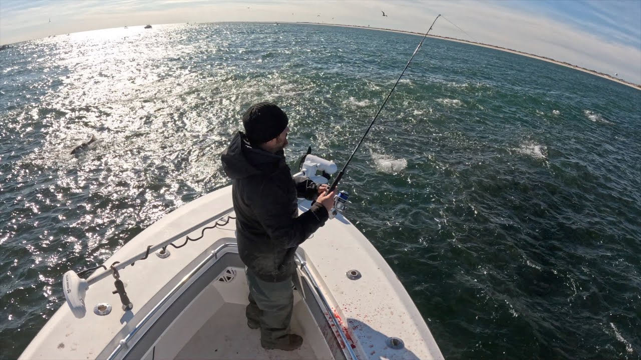 THE MOST AMAZING STRIPED BASS FISHING I HAVE EVER SEEN!!! 