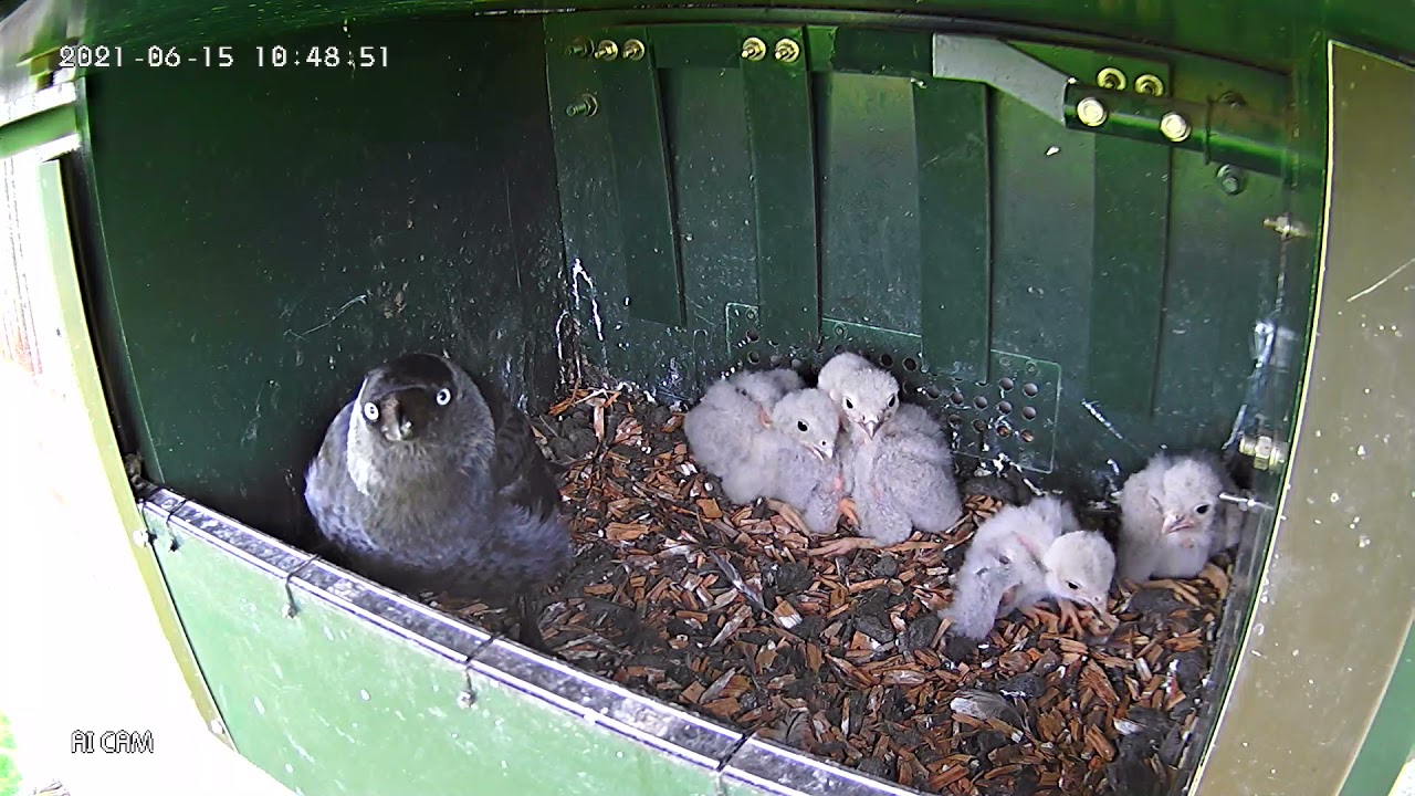 Jackdaws bullying kestrel chicks part 1