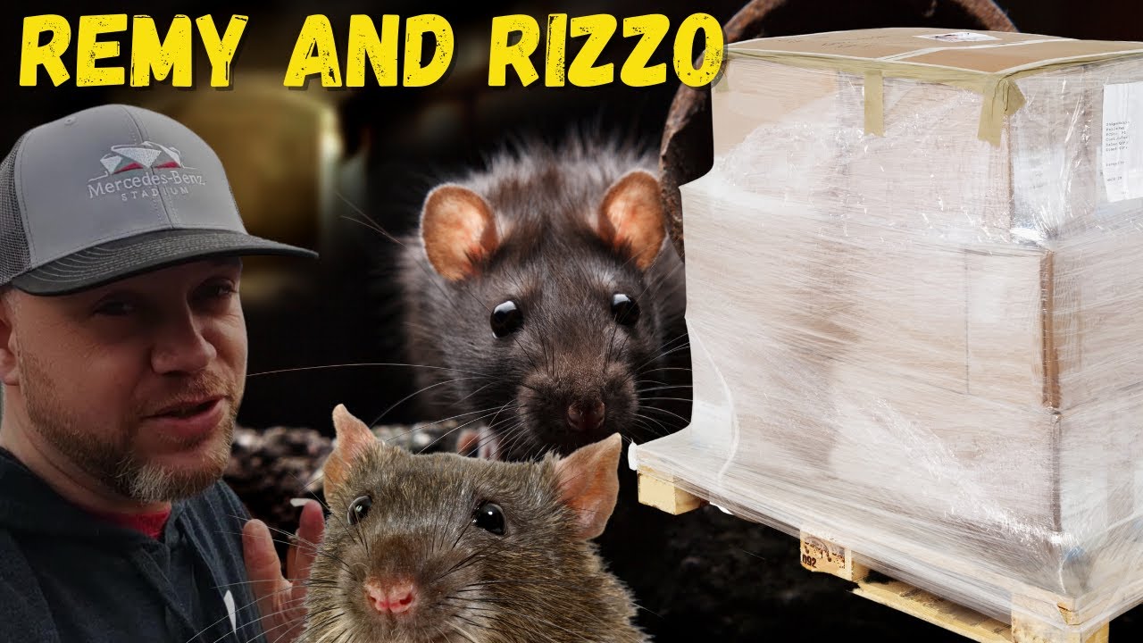Rodent Eviction! My Health And Beauty Liquidation Pallet Was Home To Remy And Rizzo!
