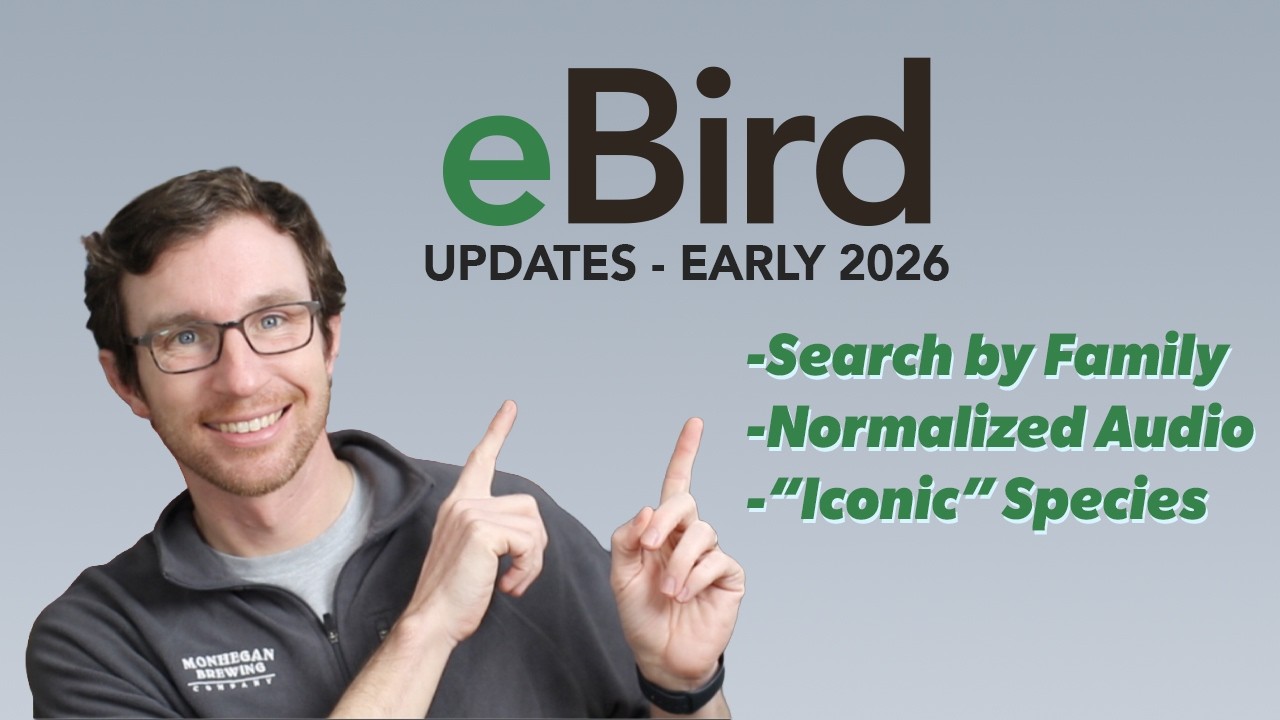 Обновления eBird, которые вы могли пропустить
