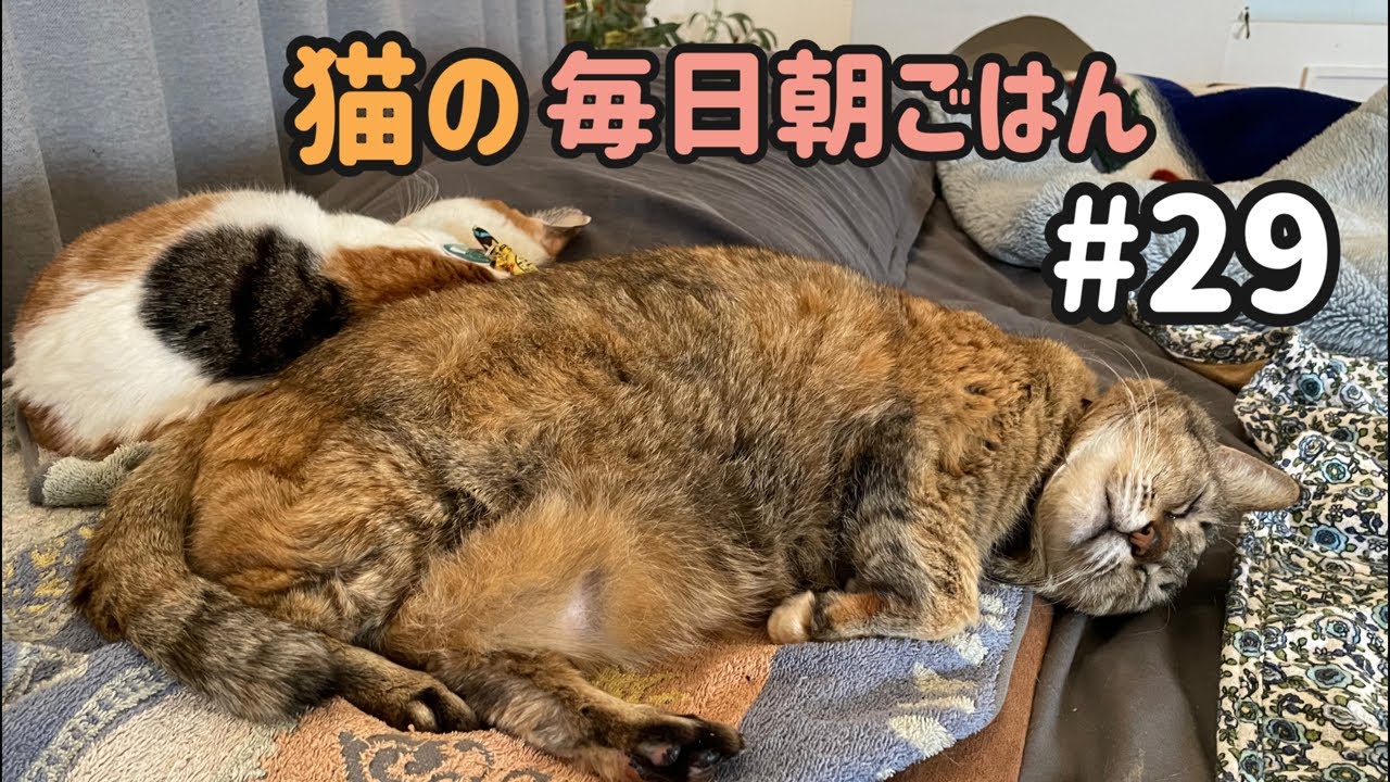 猫の毎日朝ごはん生配信！【#29】 2026.2.18