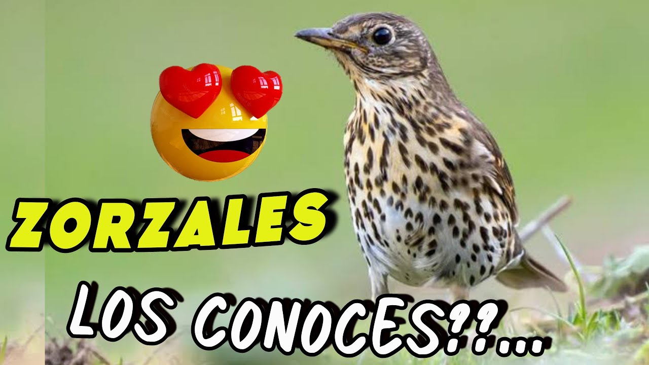 Los Zorzales más HERMOSOS y Viajeros del MUNDO! 😍 🐦