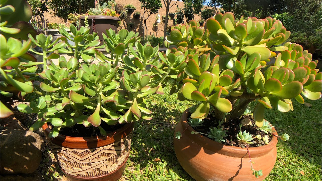 DIFERENÇA entre as SUCULENTAS de SOL Jade e Bálsamo