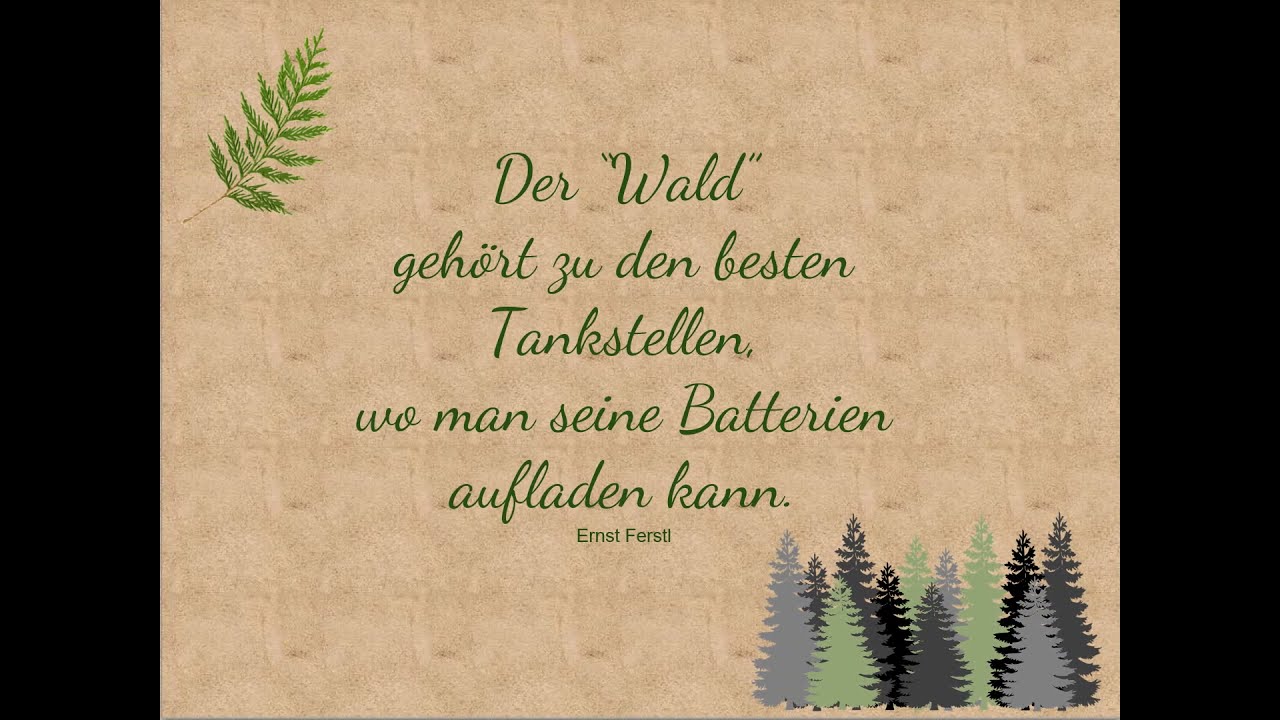 Kurioses aus dem Wald