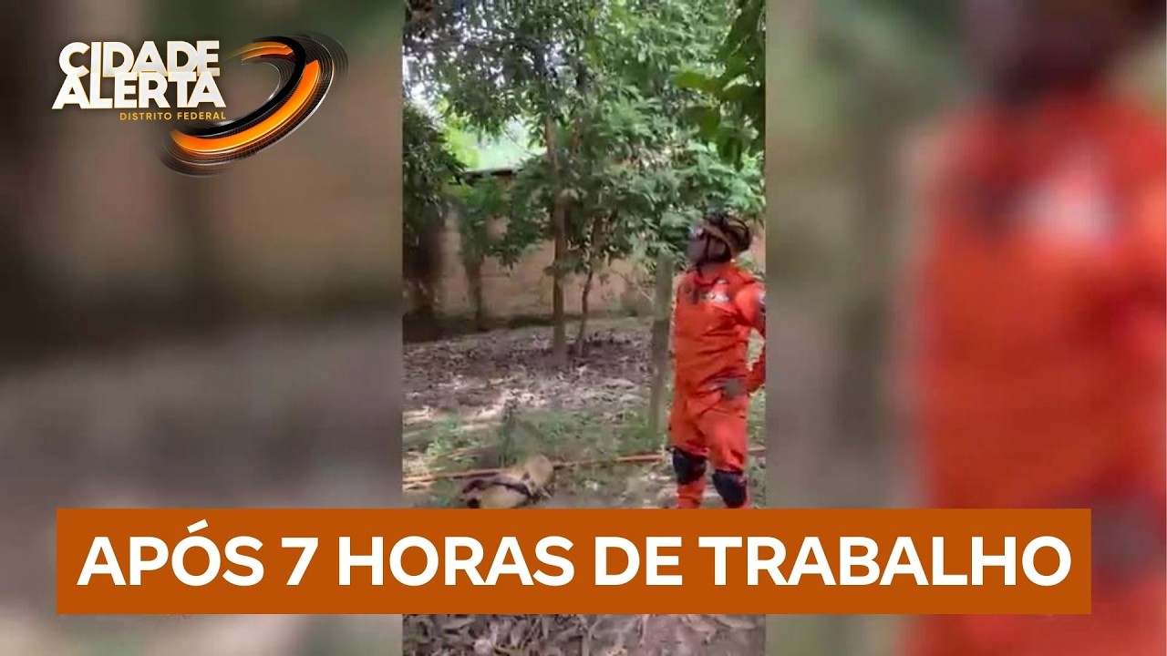 Exames vão apontar causa da morte de onça resgatada em chácara no Novo Gama (GO) | Cidade Alerta DF