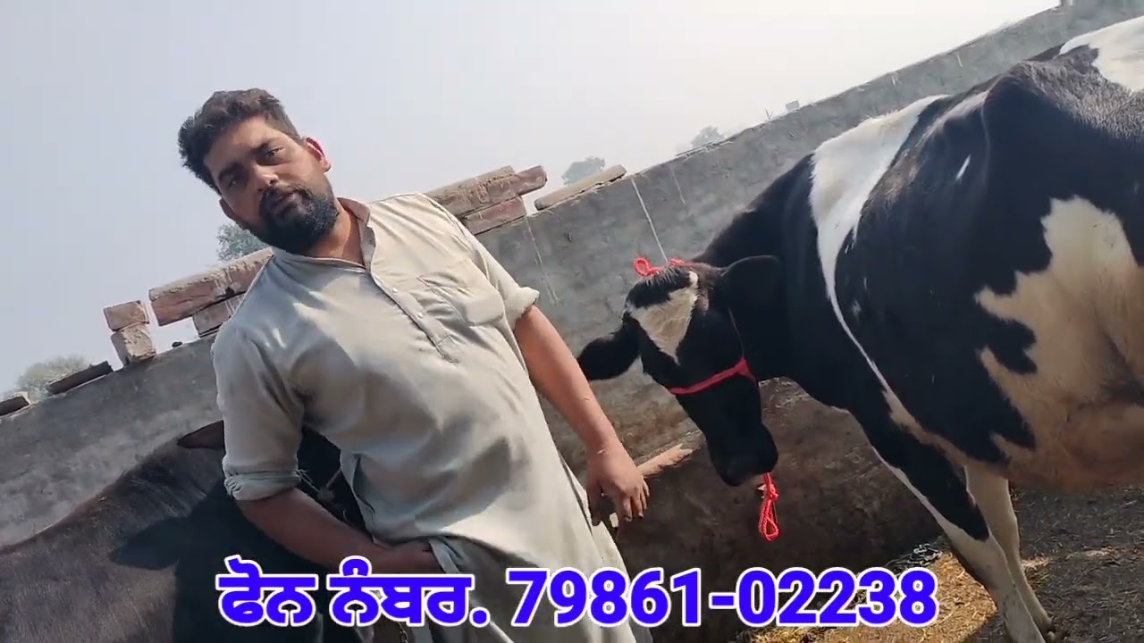 ਬੂਰੀ ਤੋਕੜ ਗੱਭਣ ਮੱਝ💥💥 4 ਸੂਈਆਂ ਵਹਿੜਾਂ ਵਿਕਾਊ❤️❤️Brown Buffalo and All Cows For Sale 