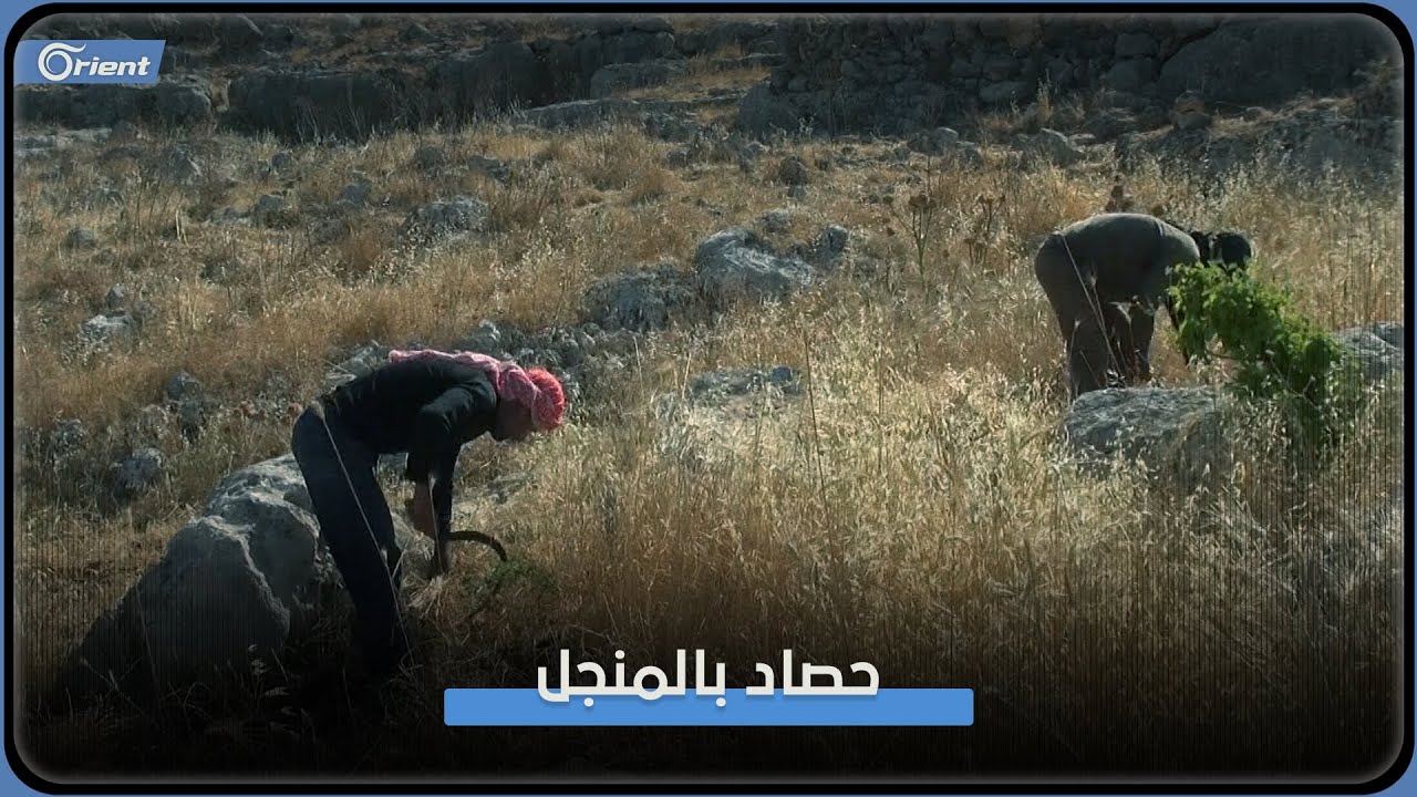 الحصاد بالمنجل.. مهنة شاقة توارثتها الأجيال في جبل السماق