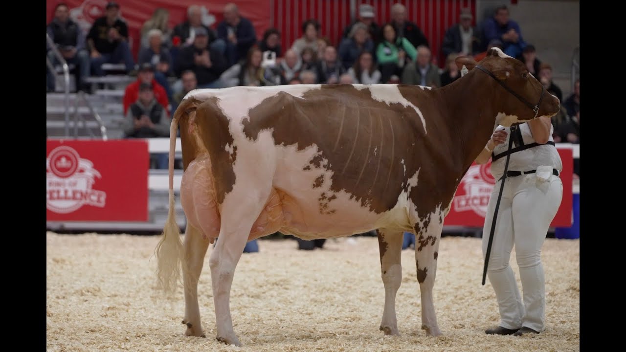 Toronto Royal Agricultural Winter Fair 2023 - Holstein Championship- R&W Intermediate. Fame