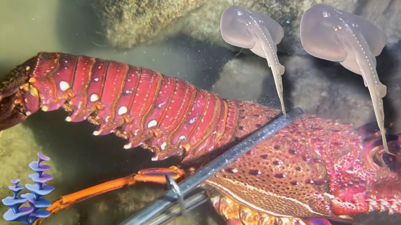Night Diving Seafood - Catching Lobster, Crab, Flash Shrimp, And Eel132