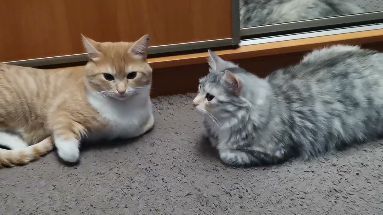 Котики (ч.2) с Татьяной Пивкиной