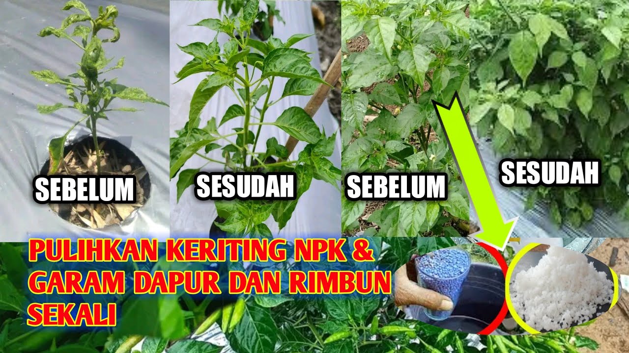 cara paling ampuh memulihkan kriting dan merimbunkan(cabe rawit) garam mix mutiara