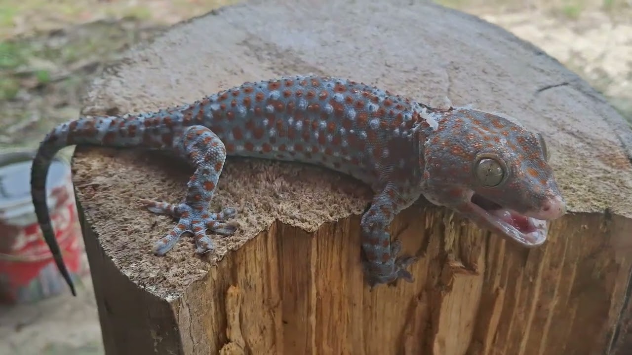Gecko Sound 