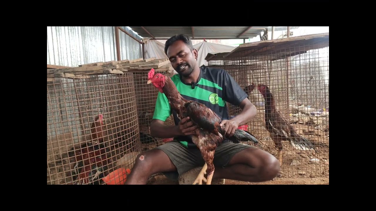 சேவல்கலை வல்லுநர் மேலப்பாவூர் மாஸ்டர் கார்த்திக் #sevalsandai #aseel #videos #kattuseval #trending