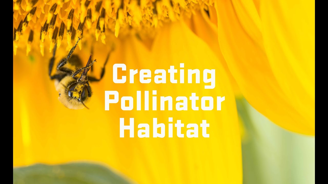 Creating Pollinator Habitat: 10 Principles