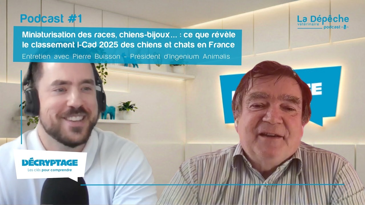 Miniaturisation des races, chiens-bijoux… : classement I-Cad 2025 des chiens et chats en France