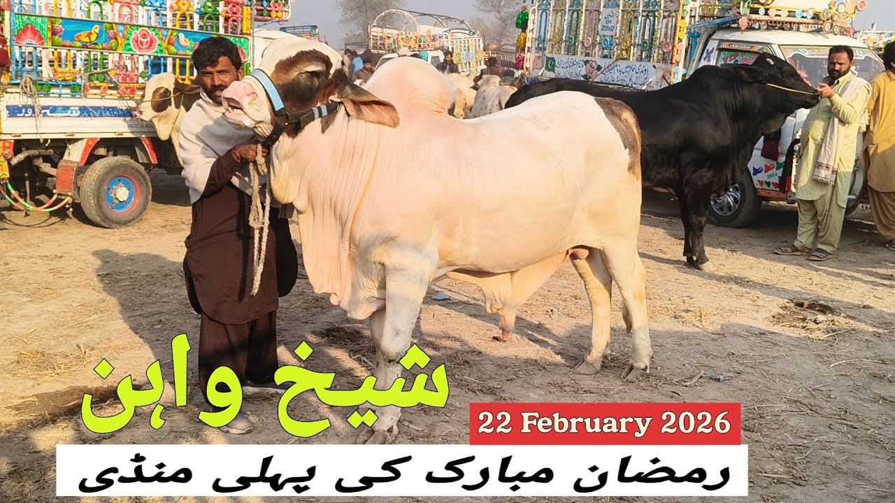 Ramadan Mubarak ki Phli Sheikhwan Mandi 22 February 2026 | @MandiBoy8080 | Zeeshan khan 