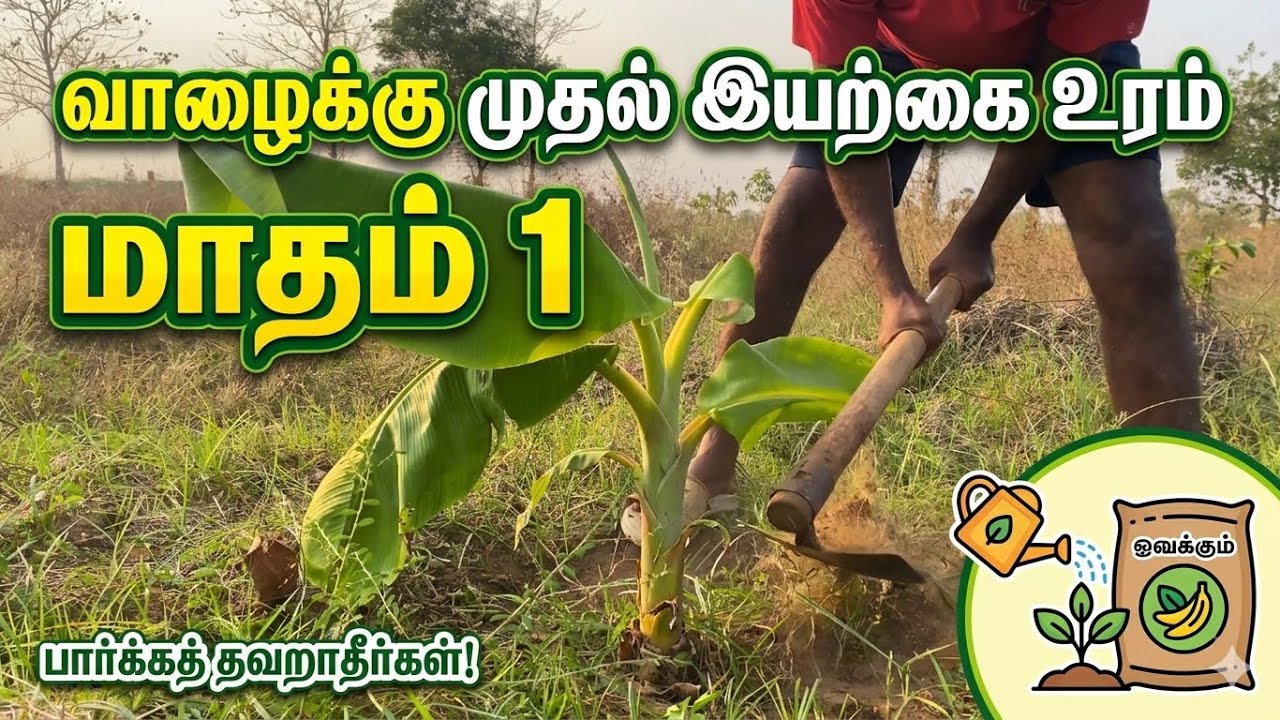வாழைக்கு முதல் இயற்கை உரம் 🦠- மாதம் 1 | Banana Farming #banana #agriculture #farming #fertilizer 