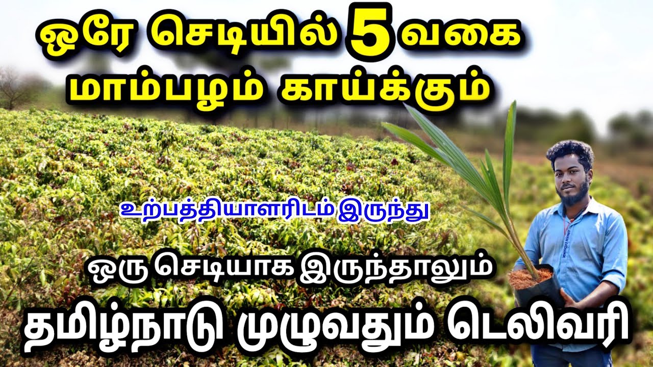 ஒரே செடியில் 5 வகை மாம்பழம் 😍Cheap and Best Nursery Online | Fruits & Timper plants Online delivery