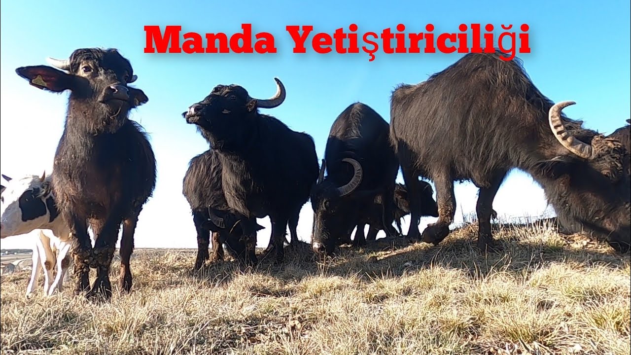Manda yetiştiriciliği yapıyor/ Eşek sütü satıyor -Manda çobanlığı #hayvancılık #manda #çiftlik