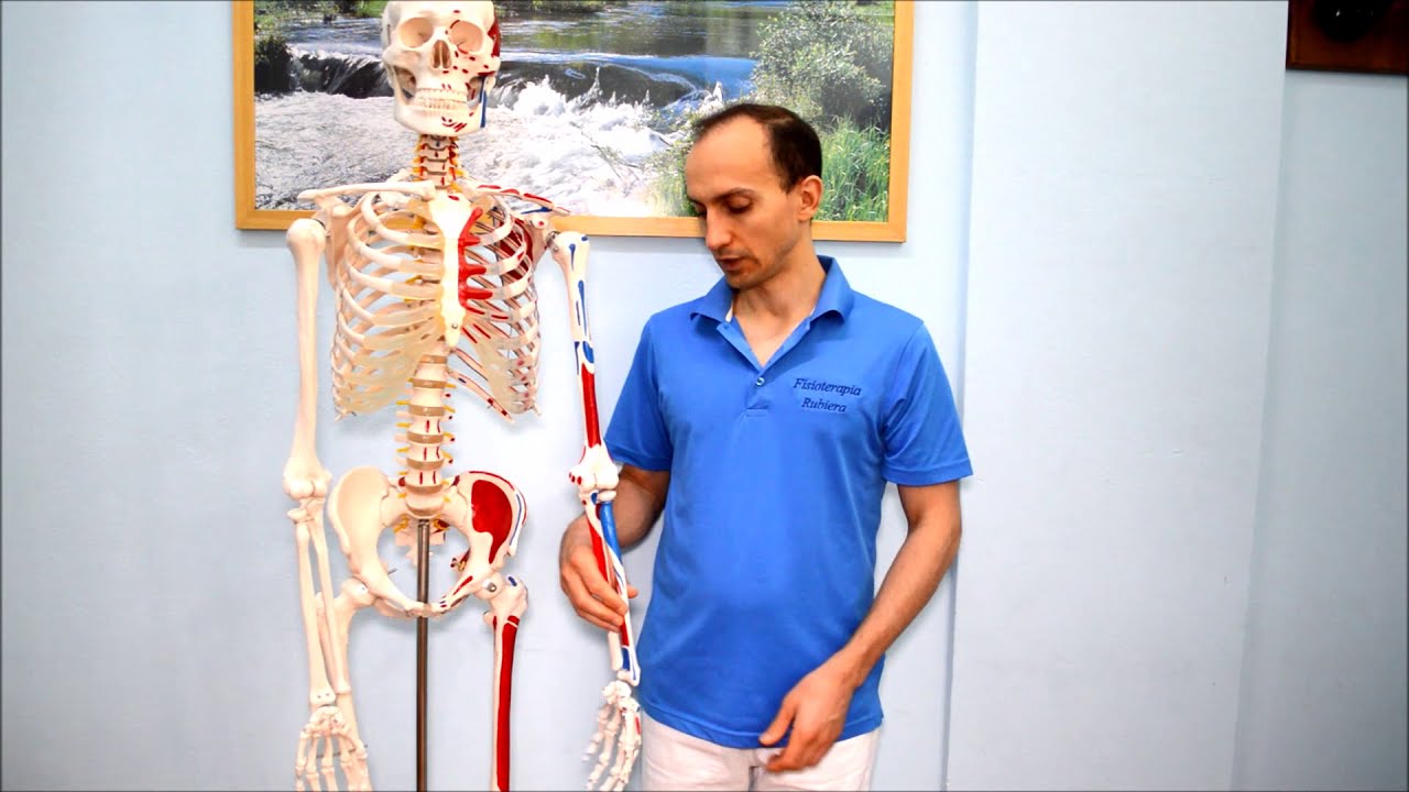 Frattura dell'Ulna e dell'Olecrano: i Sintomi e i Tempi di Recupero