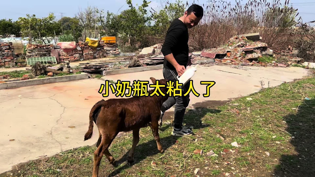 小奶瓶反复拉稀，到底什么原因#农村养殖 #养牛人的生活