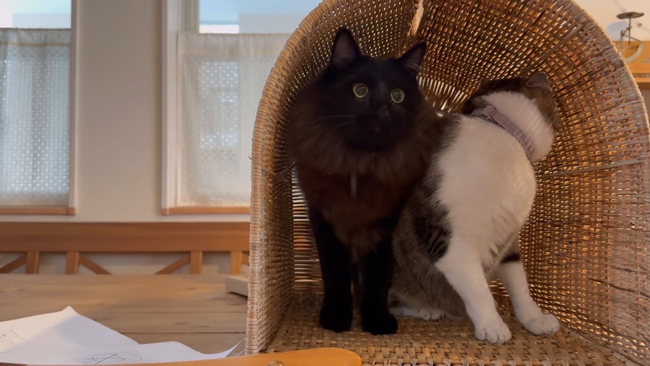 【暮らし】IKEAのキャットタワーと猫の紹介