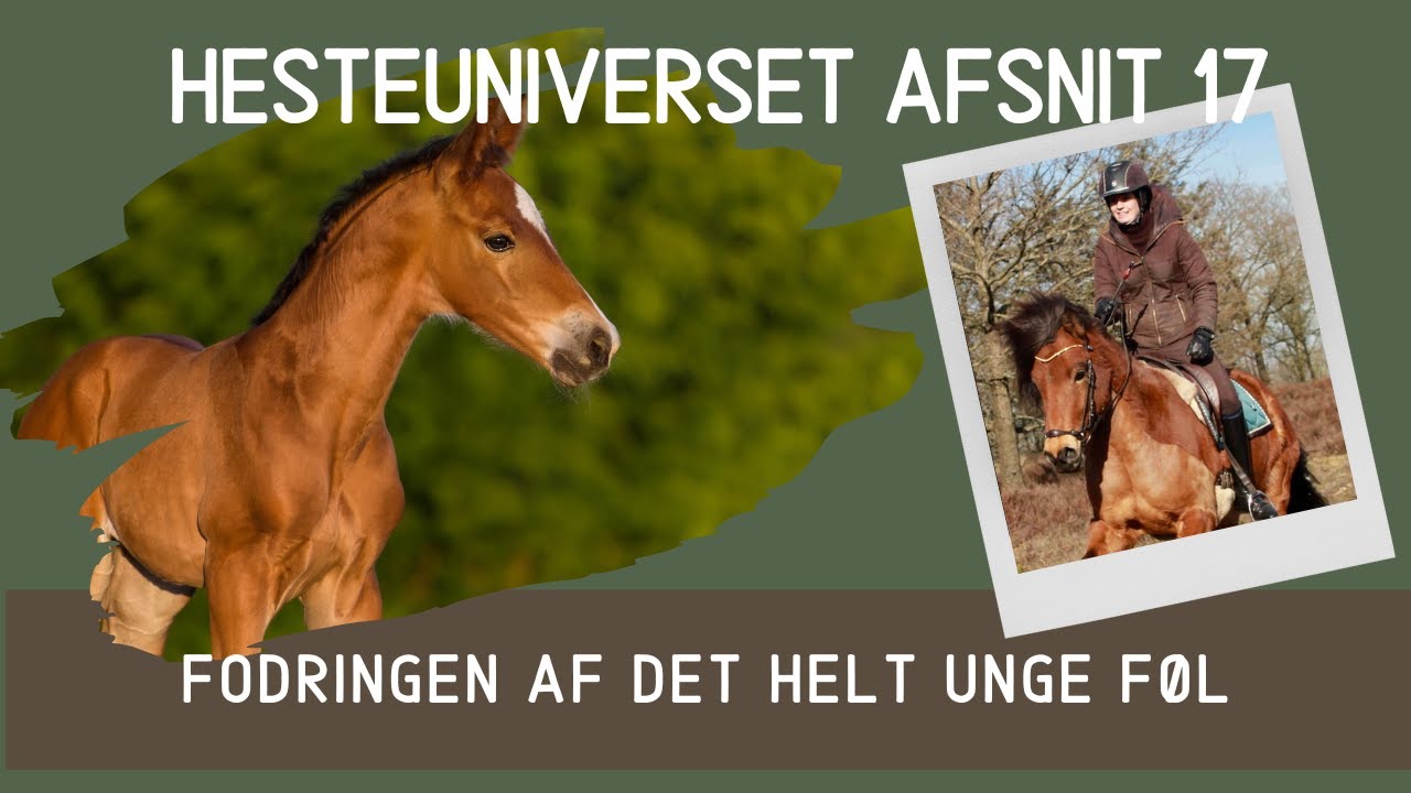 HesteUniverset Afsnit 17 - Fodring af det helt unge f&oslash;l
