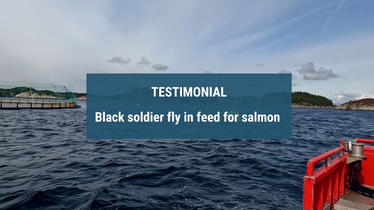 Aller Aqua tests insect meal feed with Austevoll Melaks in Norway