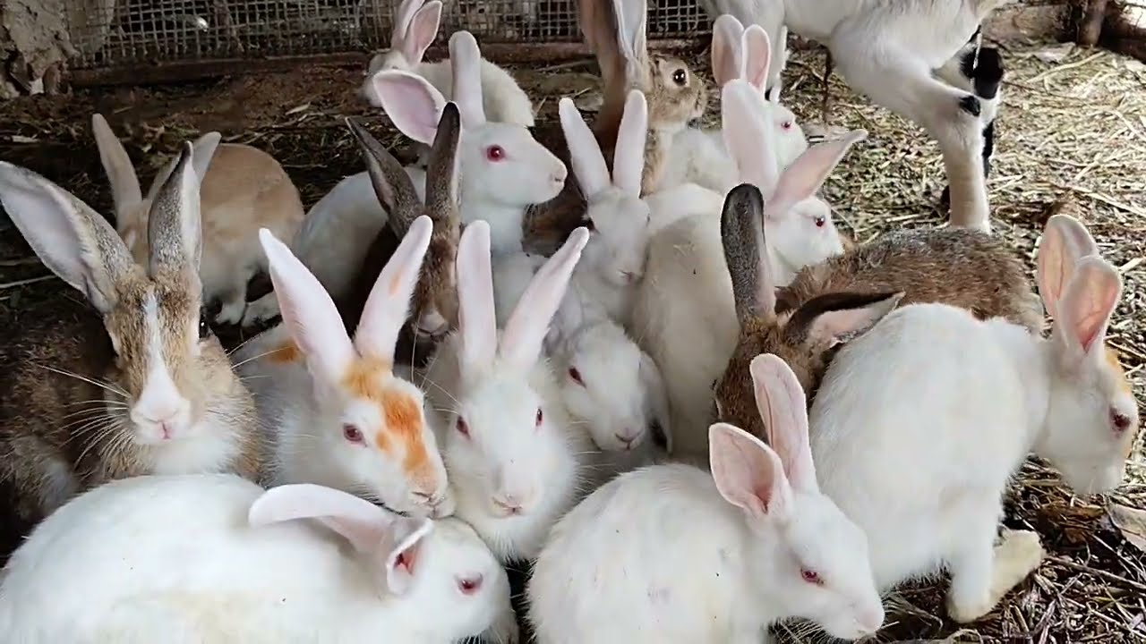 Khargosh ki film comedy #cute rabbit baby viral khargosh #farming Junglee janwar wild #animals vlog 