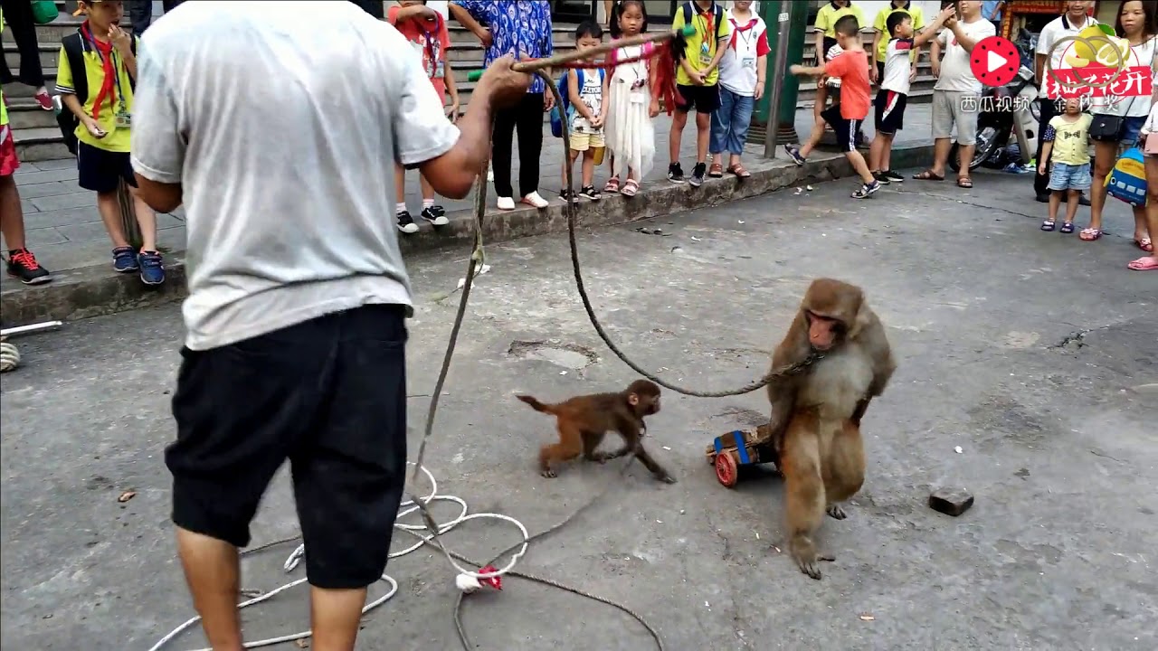 渐渐消失的民间艺人：街头衣衫褴褛的耍猴老人和小猴子一家