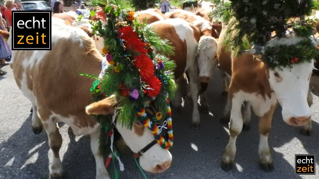 Almabtrieb in Mautern