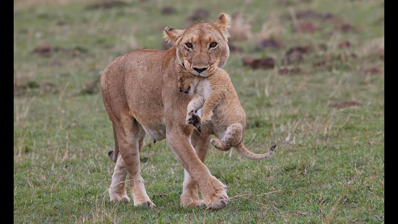 My favorite little lion cubs seen on our African safaris
