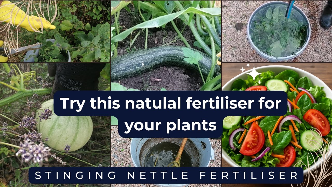 How to make organic nettle fertiliser 