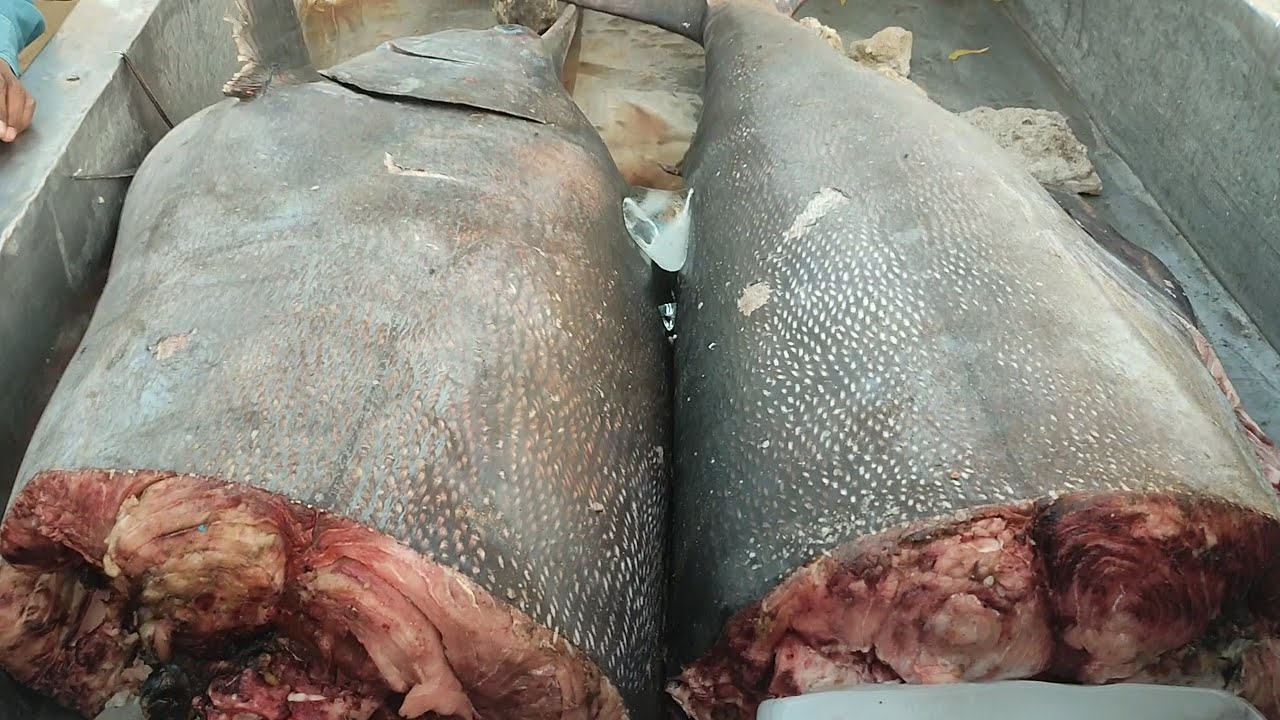 #250 kg big  fish# ghora fish #update fish market #karachi fisheries#