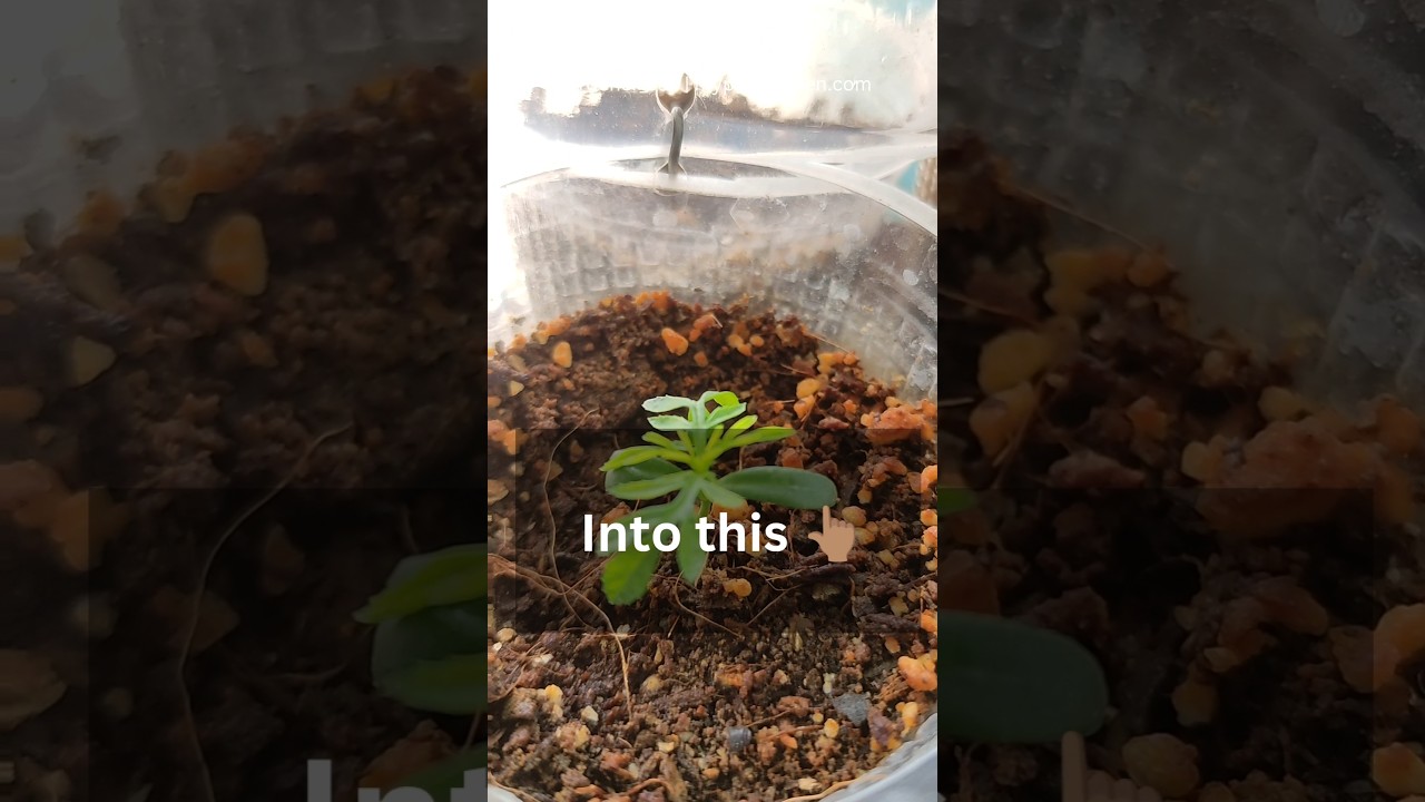 How to Spot the PERFECT Soil for the Plants! 🌿👀 #pottingmix #gardener