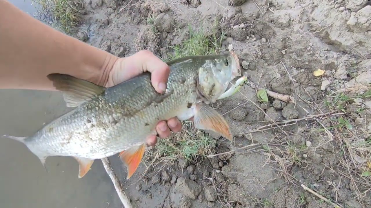 UPUTSTVO ZA SIGURAN ULOV SMUDJA I BUCOVA NA VOBLER PLITKORONAC 🎣