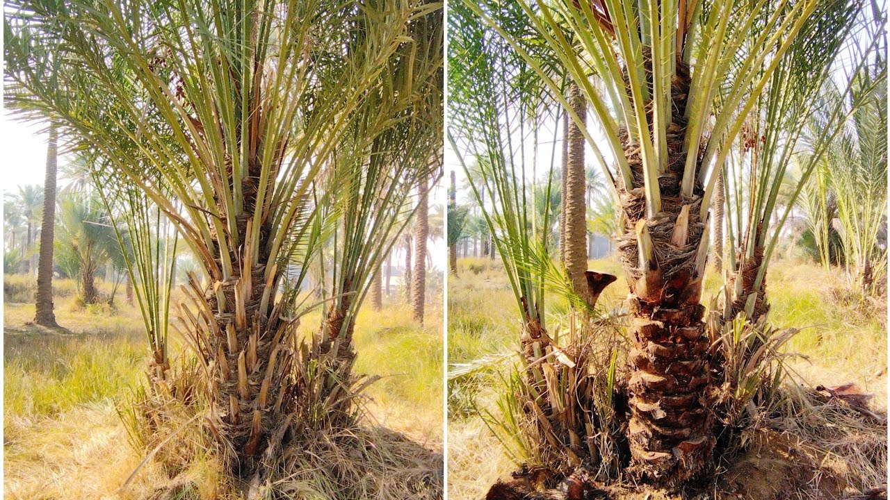 أفضل تكريب للنخيل ممكن أن تشاهده 🌴