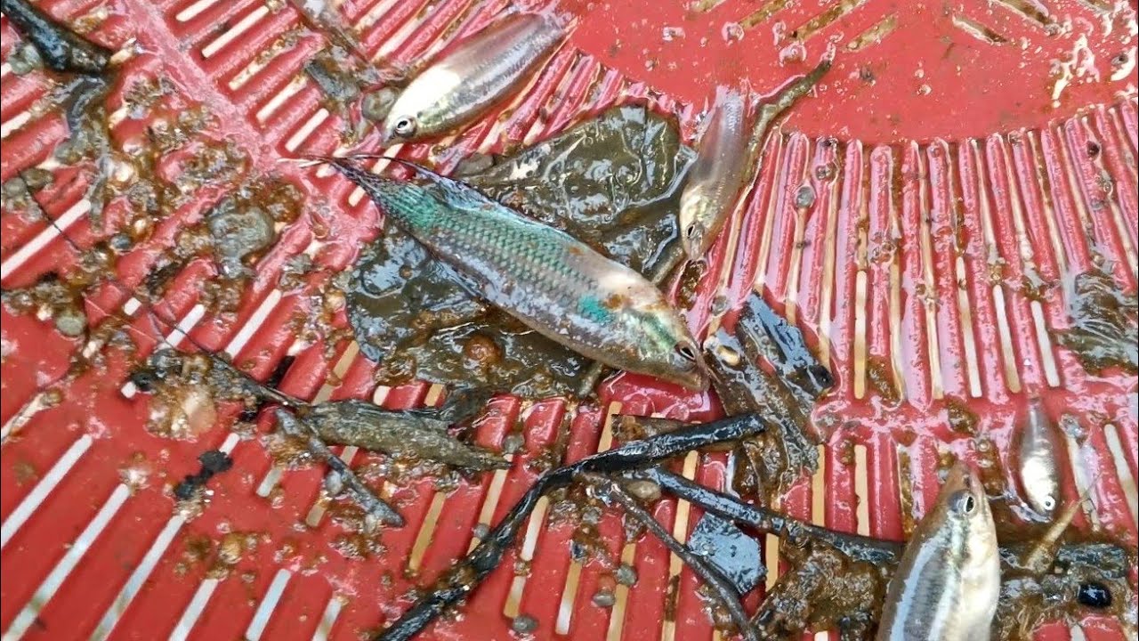 Sauk ikan imbellis sepasang untuk kawan // wild betta Shah Alam //