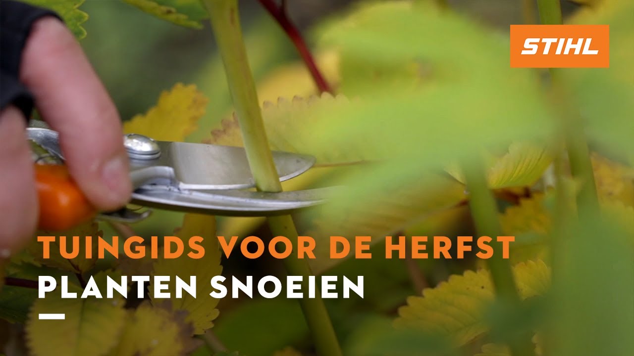 Planten snoeien - Tuingids voor de herfst