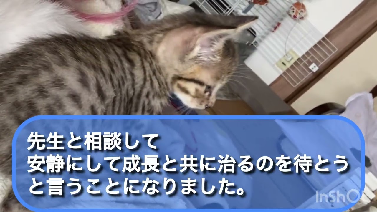 保護した仔猫活発化〜すくすく育つ〜