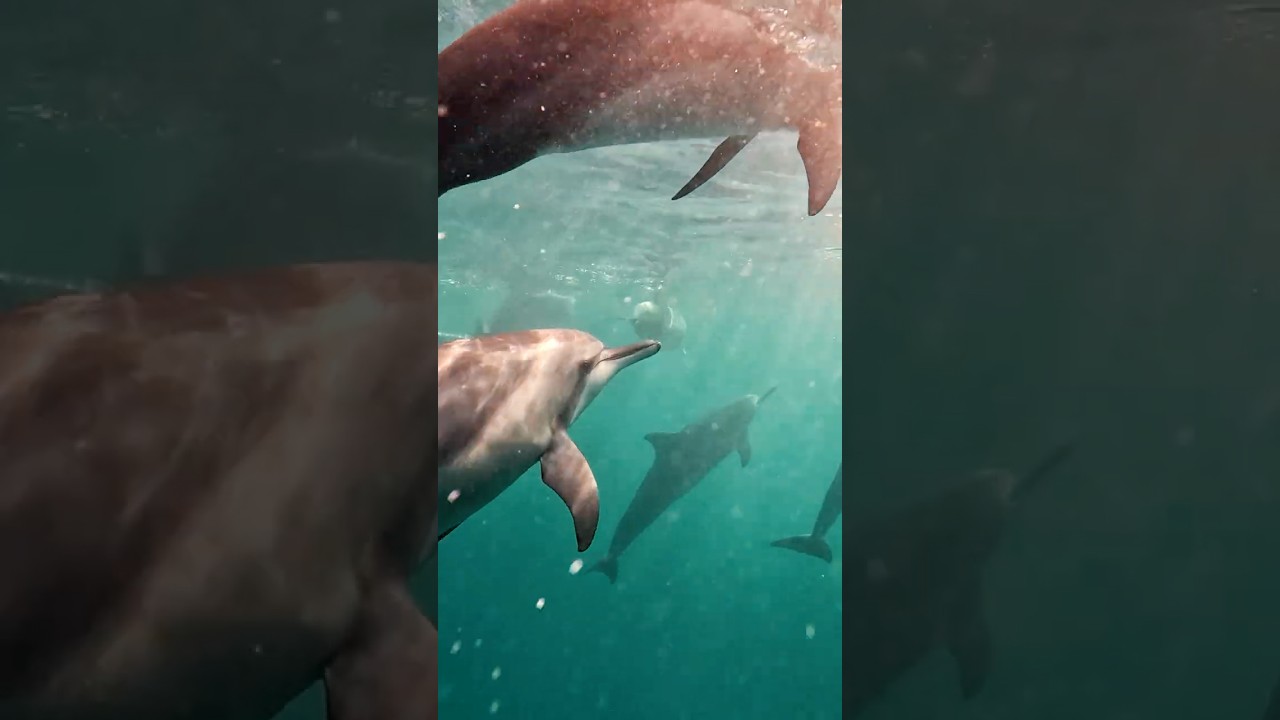 A Day with Dolphins
