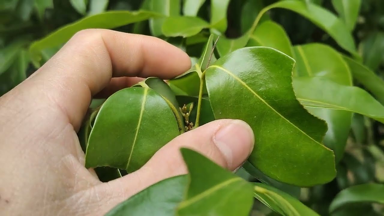 Vải thiều chính vụ đã ra hoa 30% sau 3 ngày Tết 